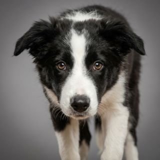 Border Collie puppy for the Border Collie weight guide
