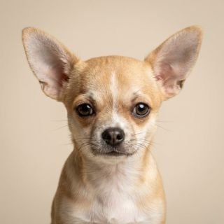 Chihuahua puppy for the Chihuahua weight guide