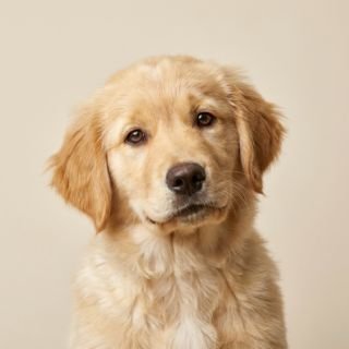 Golden Retriever puppy for the Golden Retriever weight guide